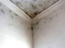 Best Environmental Consulting for Mold Prevention  in Country Club Hls, IL