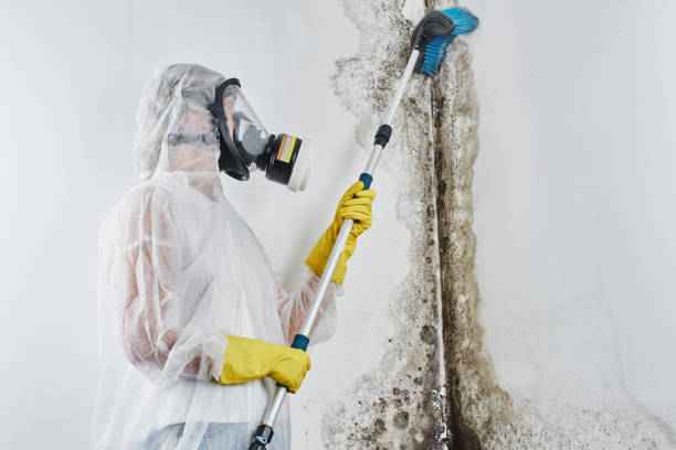 Best Mold Odor Removal Services  in Country Club Hls, IL